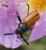 Labidostomis taxicornis